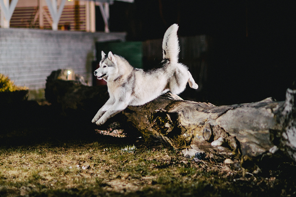 Photoshopで驚くほど簡単に犬のフサフサ毛までも切り抜く方法 Kohimoto Labo